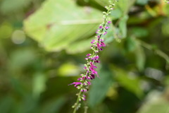 Salvia iodantha