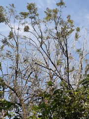 Jacaranda caucana
