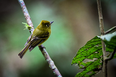 Empidonax flavescens