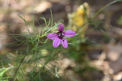 Cosmos carvifolius