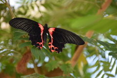Papilio rumanzovia