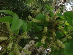 Melicoccus bijugatus