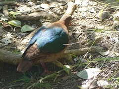 Chalcophaps longirostris rogersi