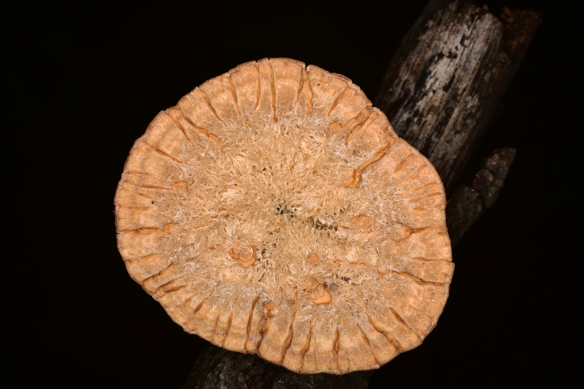 Cymatoderma caperatum image