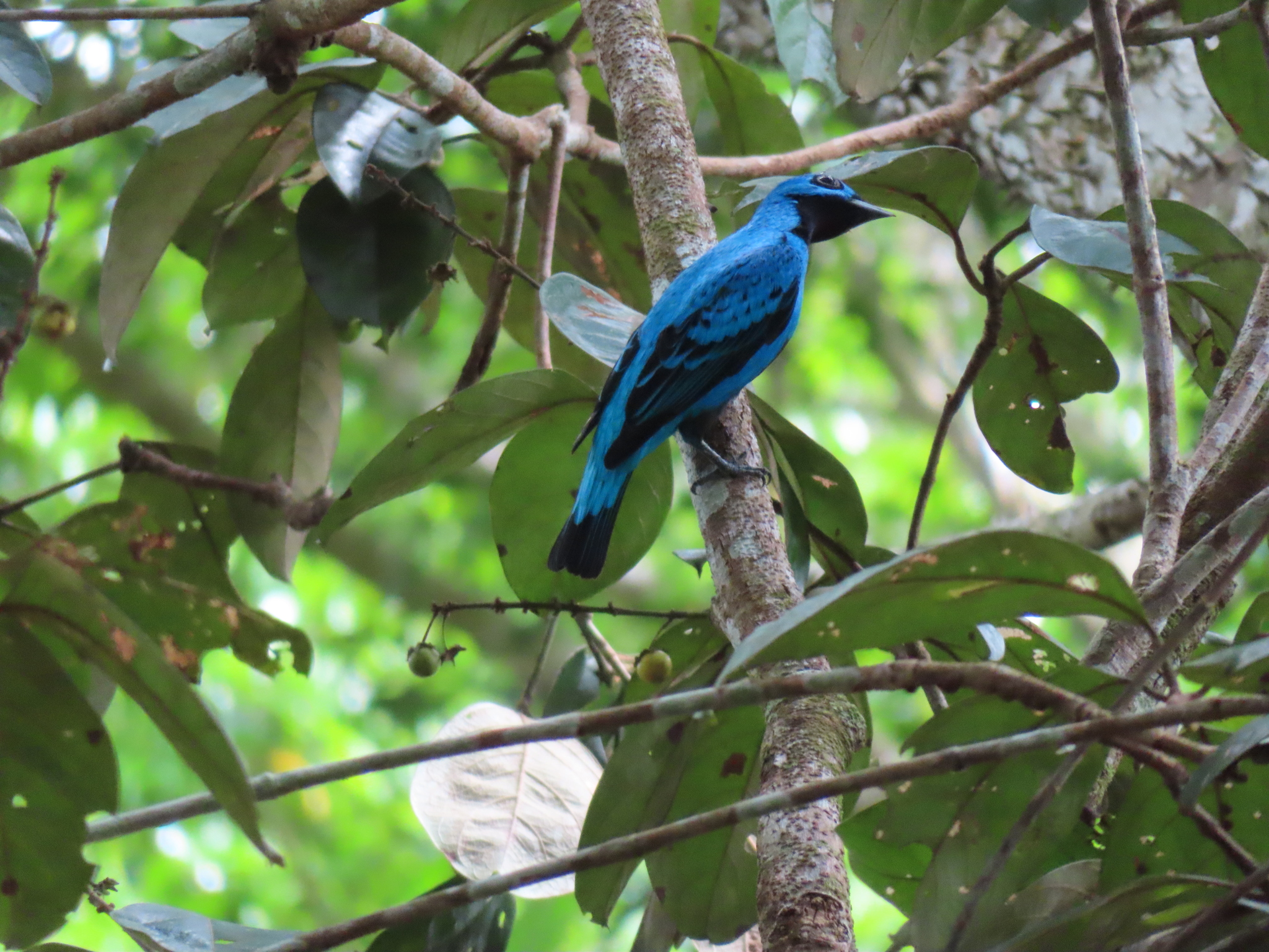 Blue Cotinga (Cotinga nattererii), photo 10