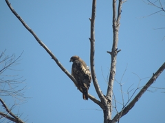Buteo jamaicensis