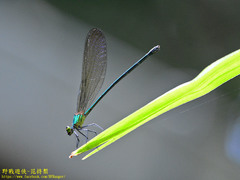 Vestalis nigrescens