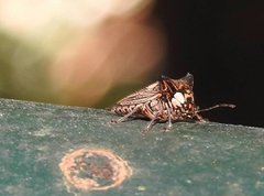 Alcimocoris coronatus