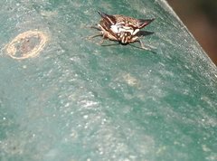 Alcimocoris coronatus