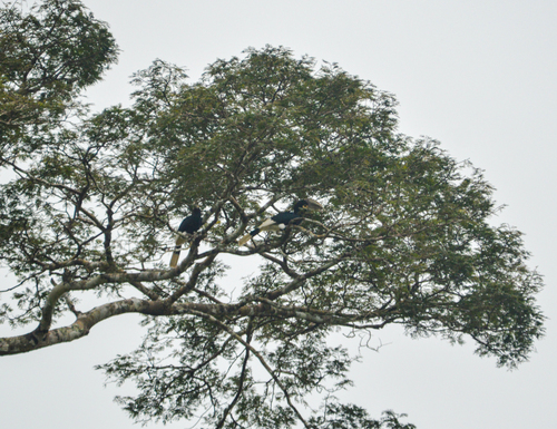 White-thighed Hornbill