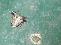 Alcimocoris coronatus