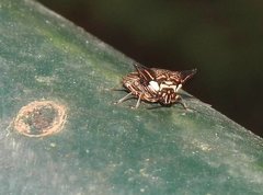 Alcimocoris coronatus