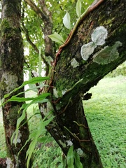 Microgramma percussa