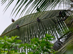 Acridotheres tristis melanosternus