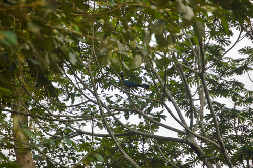 Great Blue Turaco