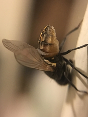 Entomophthora muscae