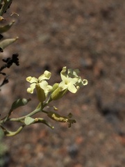 Mathewsia incana