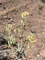 Mathewsia incana