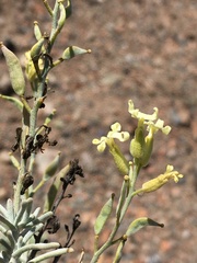 Mathewsia incana