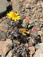 Chaetanthera glabrata
