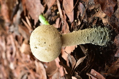 Amanita pelioma