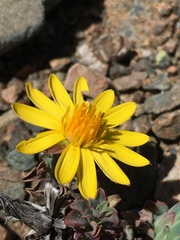 Chaetanthera glabrata