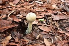 Amanita pelioma