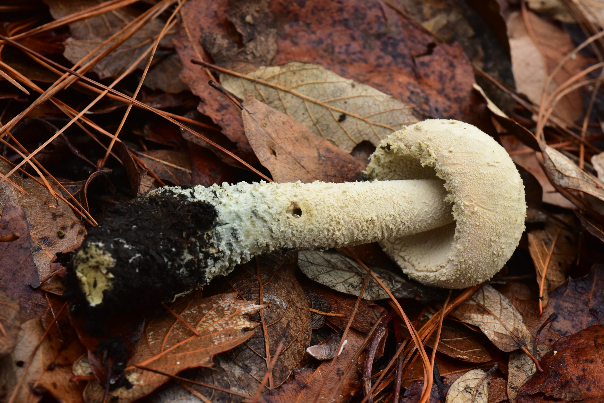 Amanita pelioma image