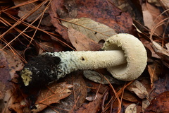 Amanita pelioma
