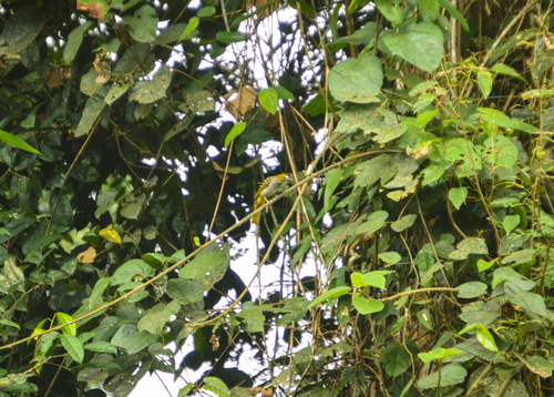 Yellow-throated Nicator
