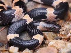 Banded Wolf Snake photo 2