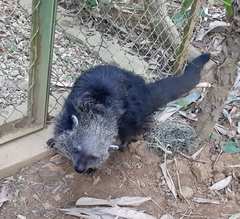 Arctictis binturong