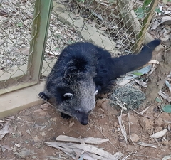 Arctictis binturong