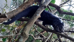 Arctictis binturong