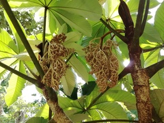 Pourouma cecropiifolia