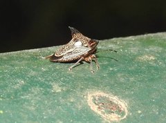 Alcimocoris coronatus