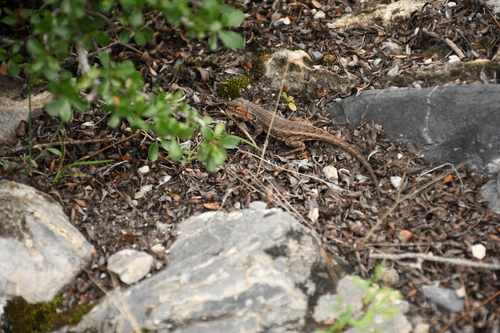 Bluebelly Lizard, Sceloporus parvus
