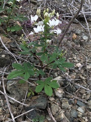 Cleome chilensis