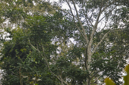 Putty-nosed Monkey