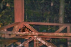 Prionailurus javanensis sumatranus