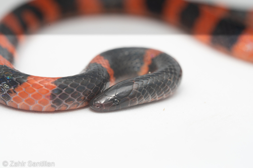 Loranca's Earth Snake