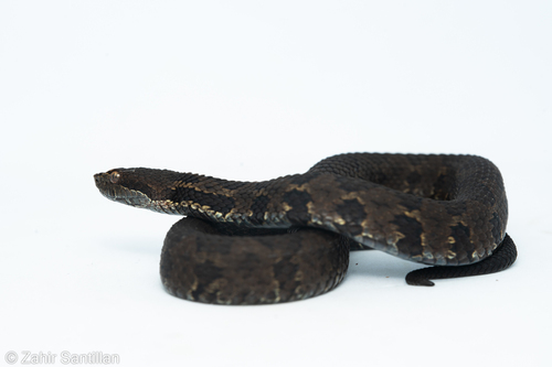 Cerrophidion petlalcalensis