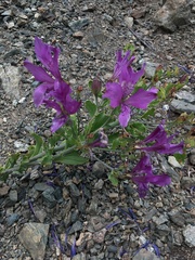 Alstroemeria violacea