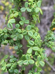 Oxalis gigantea