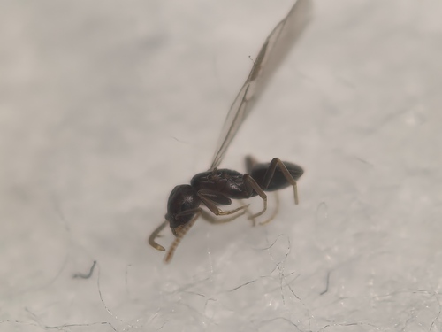 Bothriomyrmex anastasiaeBothriomyrmex anastasiae