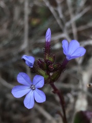 Plumbago caerulea