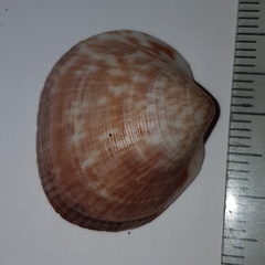 Glycymeris nummaria