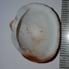 Glycymeris nummaria