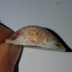 Glycymeris nummaria