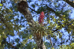 Tillandsia borealis